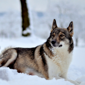 Lajka