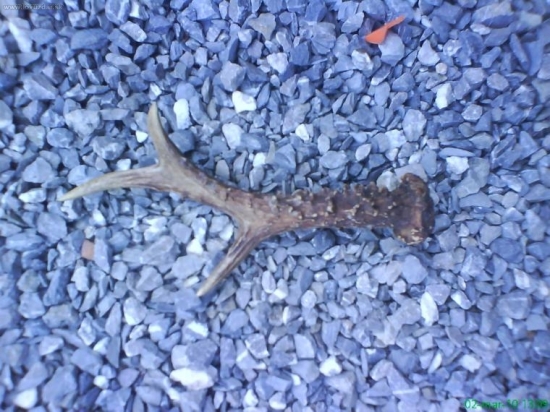 paroh srnca sestoracika