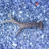 paroh srnca sestoracika