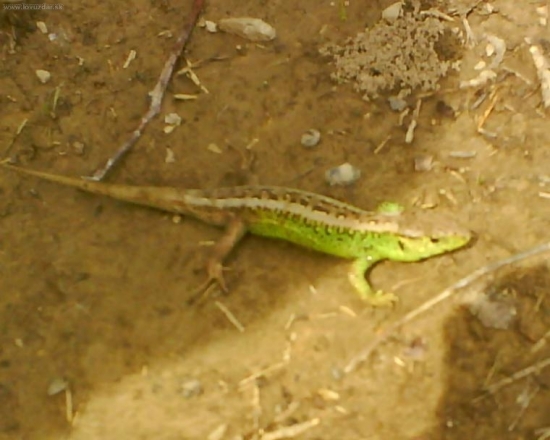 jašterica zelená