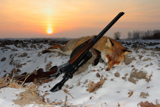 Tretí lišiak tento týždeň