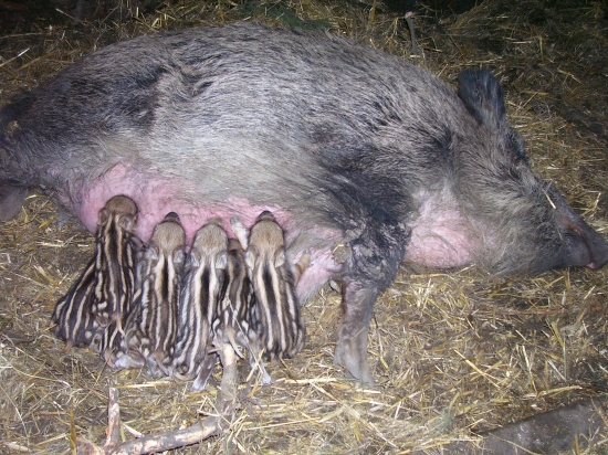 Zuzanka a jeji první selata.