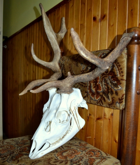 Daněk