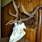 Daněk