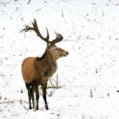 Loni...ve správný čas na správném místě
