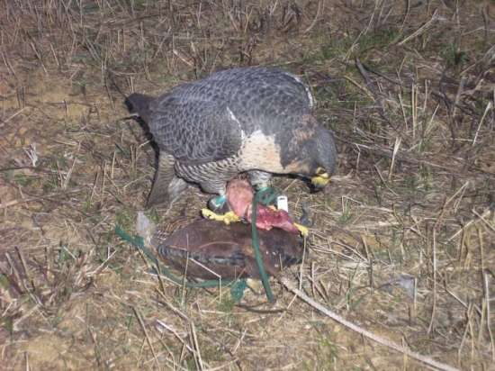 Asiud na vábitku...