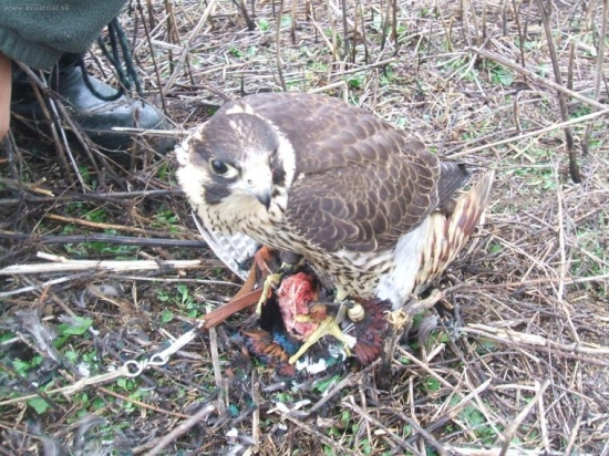 Malý,ale výkonný...:o)