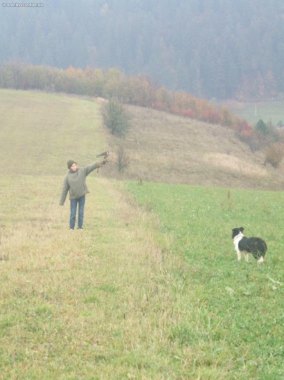 Keď borderka pasie sťahováka..:o)