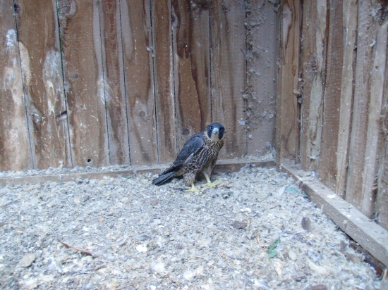 Moja budúca parťáčka:o).