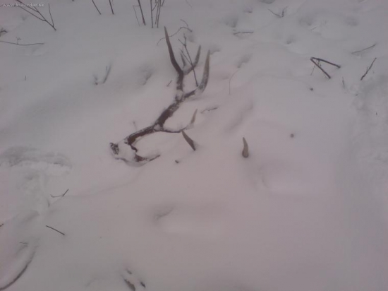 kuk spod snehu pára 5,7 kg