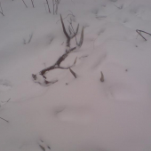 kuk spod snehu pára 5,7 kg