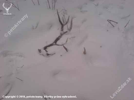 kuk spod snehu pára 5,7 kg