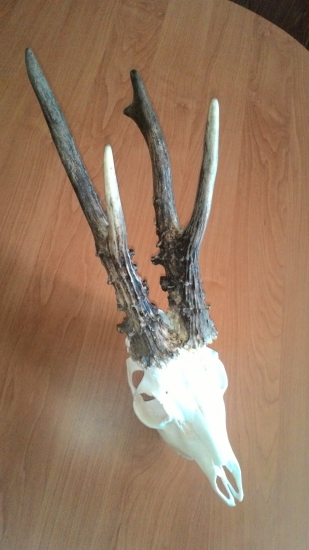 Vlaňajší medajlový úlovok