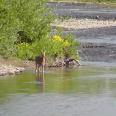 Každodenný prechod cez rieku 1.