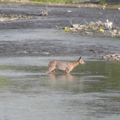 Každodenný prechod cez rieku 2.