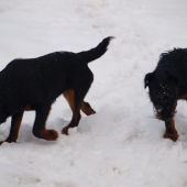 Alan a Astra spod Šomodé
