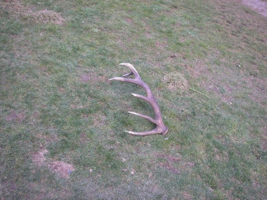 na polovacke sa poštastilo