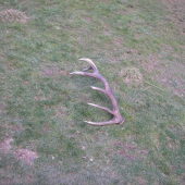 na polovacke sa poštastilo