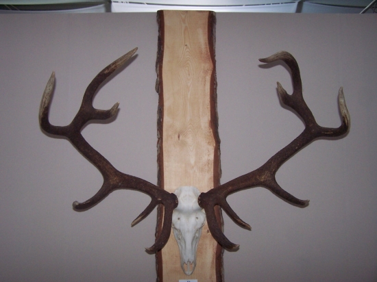 Poľovníctvo a príroda Incheba 2011