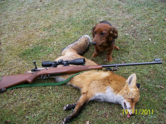 Prvý kontakt s líštičkou