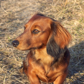 Kamoška Selly
