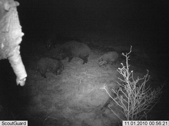 nočná návšteva na krmive