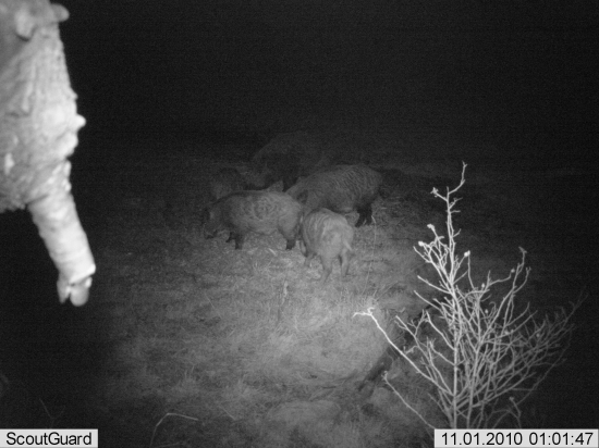 nočná návšteva č.2 na krmive