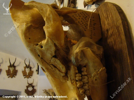 detail k id 82511