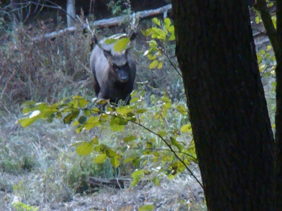 Sika