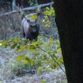 Sika