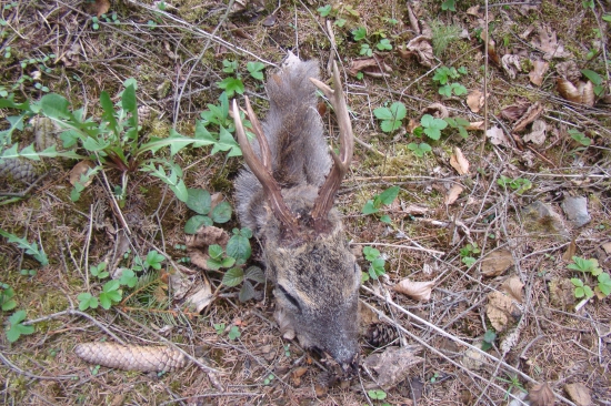 Dnešní nález Vendulky