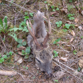 Dnešní nález Vendulky