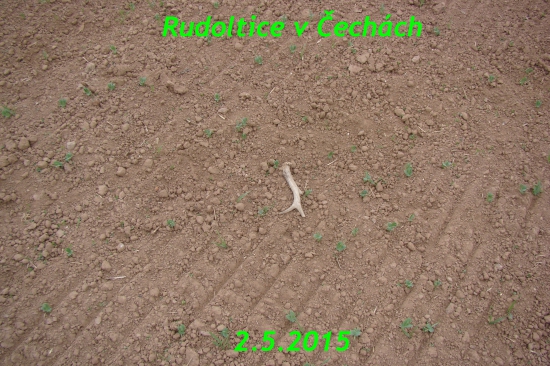 Tradiční výcházka z chovatelské přehlídky