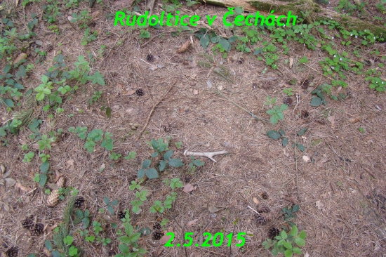 Tradiční výcházka z chovatelské přehlídkyt