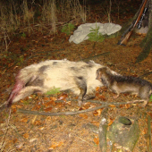 Včerejší strakáč po vytažení s houštiny.v