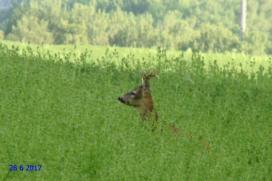 V lupině