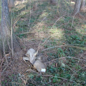obět řepky