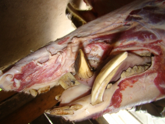 sanitární odstřel