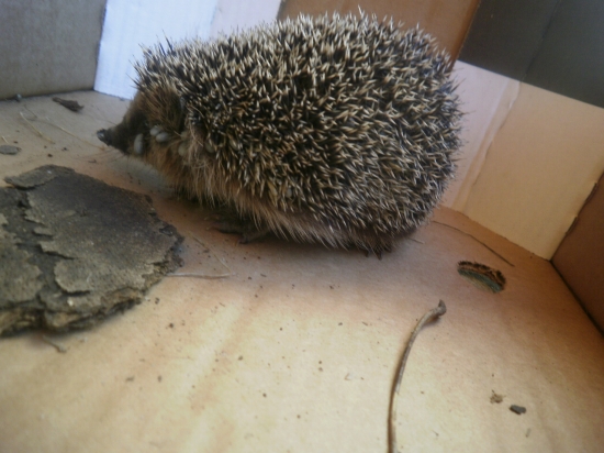 jezko