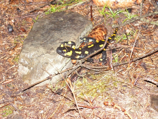 Salamandra skvrnita