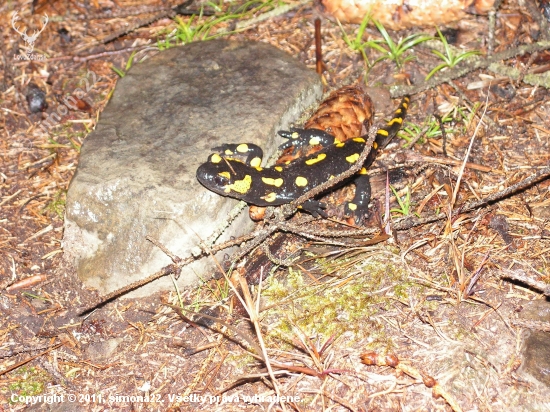 Salamandra skvrnita