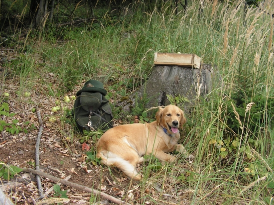 medzi steblami trávy