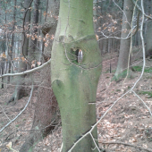 dieravý