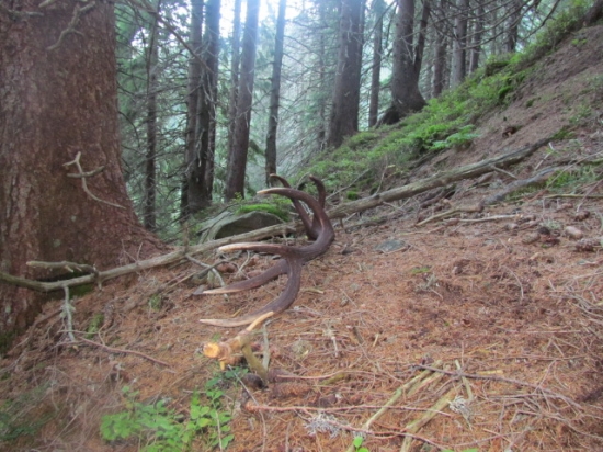 septembrový zhodík