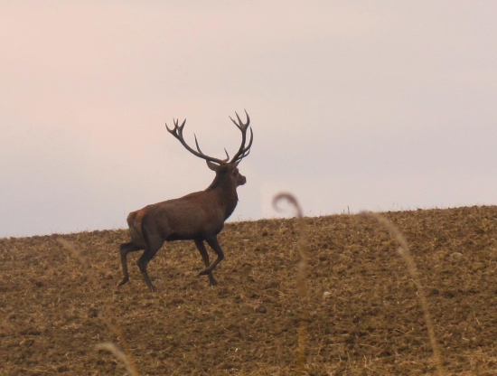 tatranec na poli-co uz!