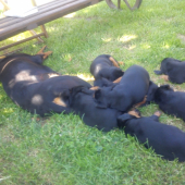obedňajšia siesta