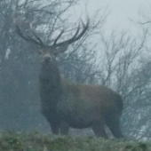 Jeleň vo velkej hmle