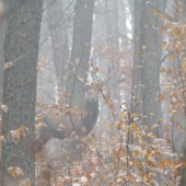 Jeleň v velkej hmle 2