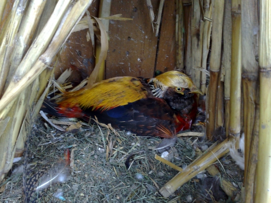 Bažant zlatý kohút