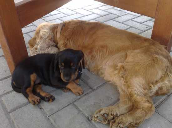 Slovenský kopov a anglický koker